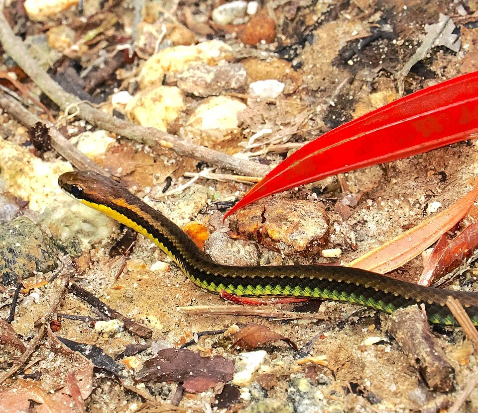 Head-striped Leaf-litter Snake (Echinanthera cephalostriata)