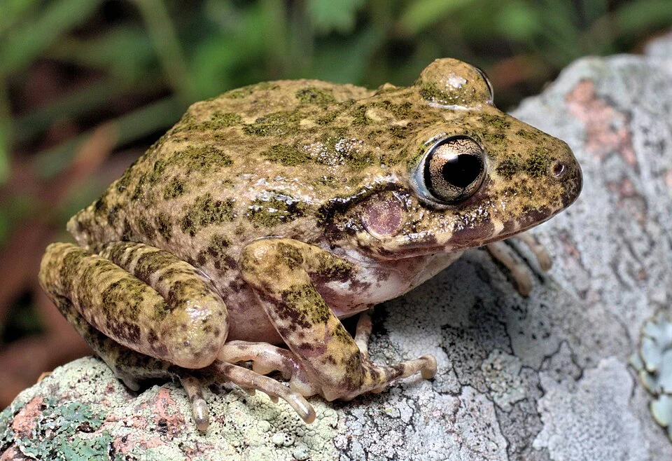 Craugastor tarahumaraensis