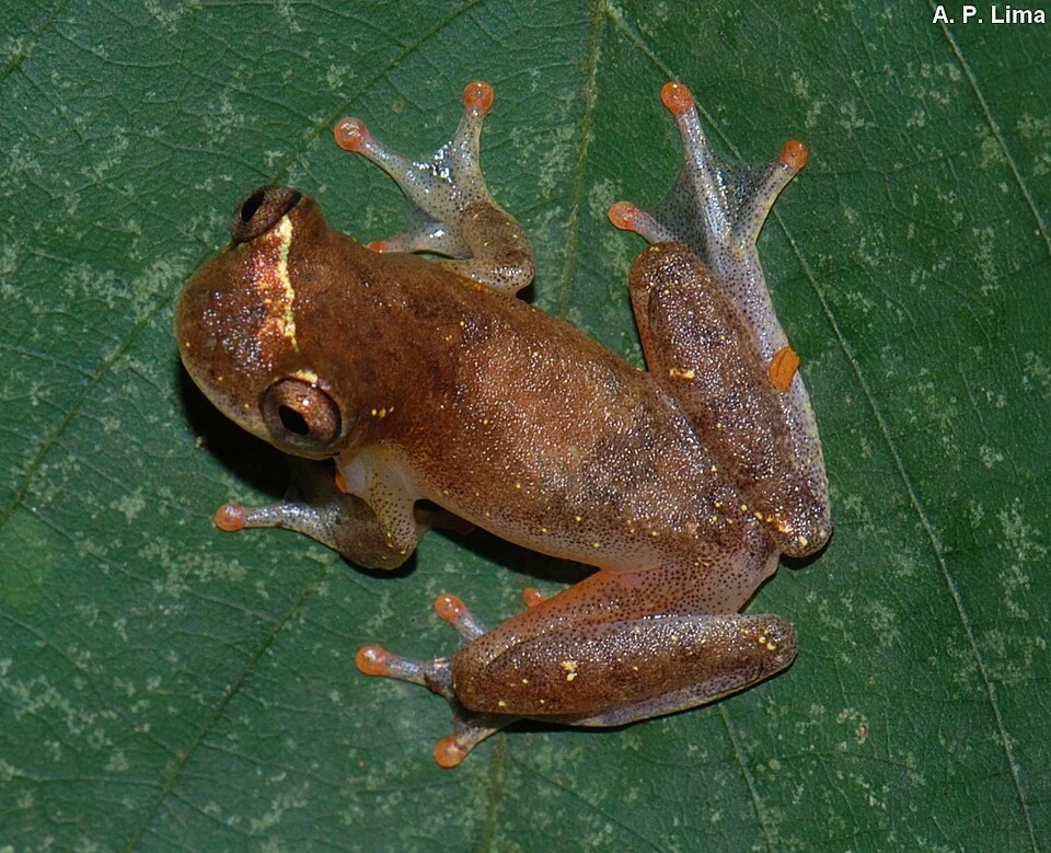 Picture of Dendropsophus rossalleni (Amazônia brasileira)