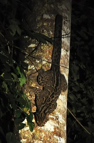 Photo of a Marbled cat (Pardofelis marmorata) we spotted in Danum Valley Conservation Area, Borneo. Extremely rare cat.
has brown yellowish eyes.
(One of the photos I got of this Marbled cat (Pardofelis marmorata) in Danum valley).