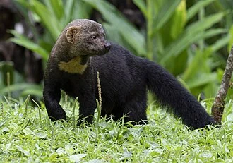 A dark tayra with a pale throat patch standing among green plants.