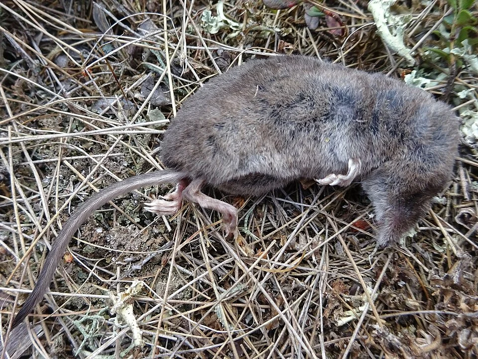 Sorex isodon