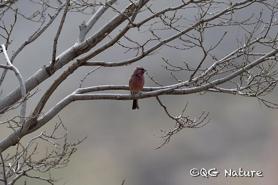 Carpodacus davidianus, 中国宁夏回族自治区银川市贺兰县, 2025-04-23 (iNaturalist).
