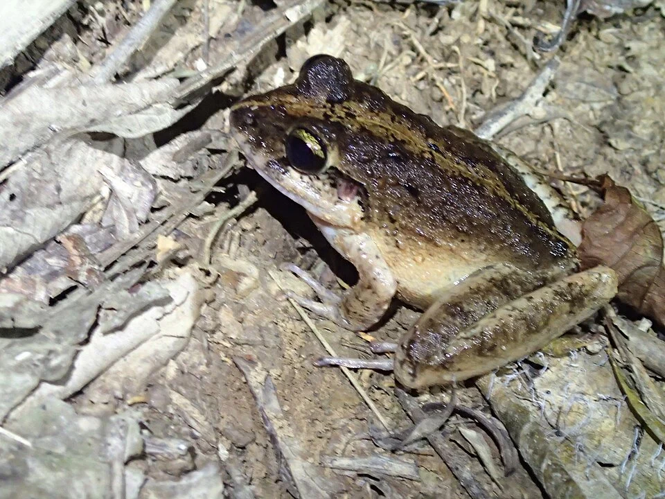Craugastor sabrinus. Species of frog.