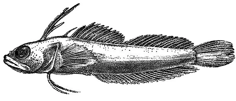 Haptoclinus apectolophus, holotype, ANSP 121251, 25.2 mm SL, male. Modified from Böhlke and Robins (1974).