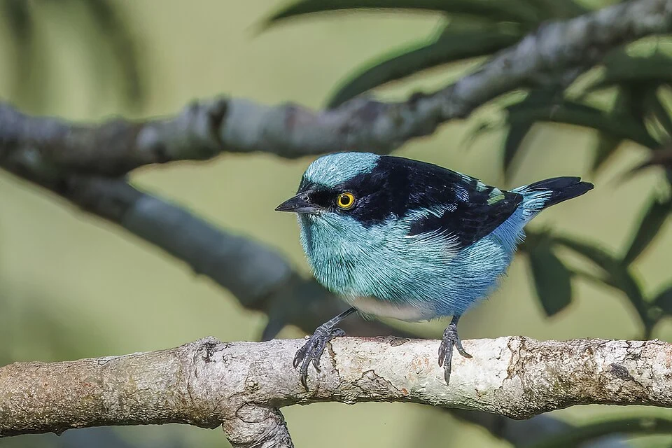 Black-faced dacnis (Dacnis lineata) male, Rio Napo, Sucumbios, Ecuador