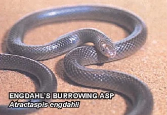 Engdahl's Burrowing Asp (Atractaspis engdahli). Species of reptile.