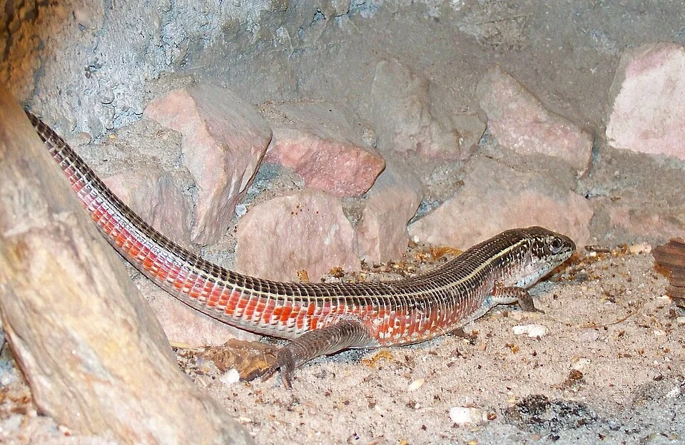 Yellow-throated Plated Lizard - male