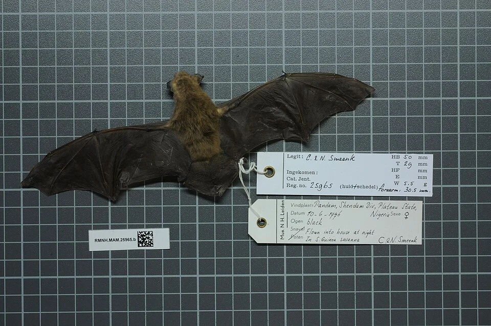 Neoromicia somalicus