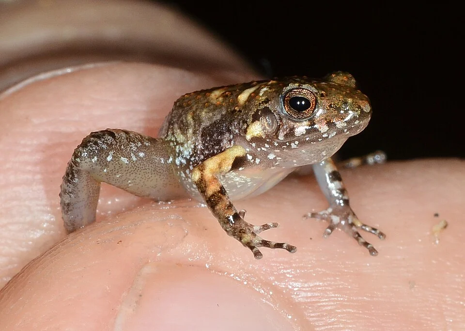 Craugastor pygmaeus - Pygmy Free-fingered Frog. Species of frog.