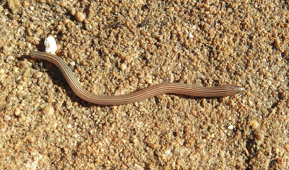 Cregoe's Legless Skink (Acontias cregoi). Species of reptile.