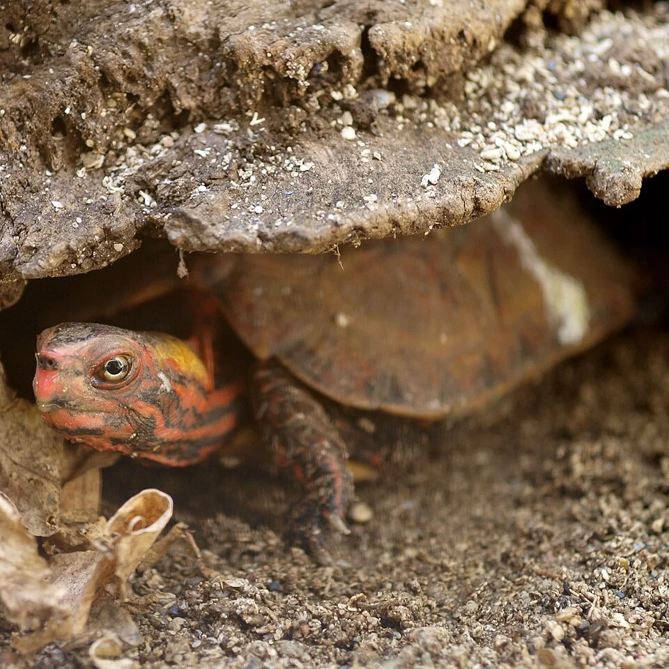 Okinawa black-breasted leaf turtle, at the Neo Park Okinawa, Japan