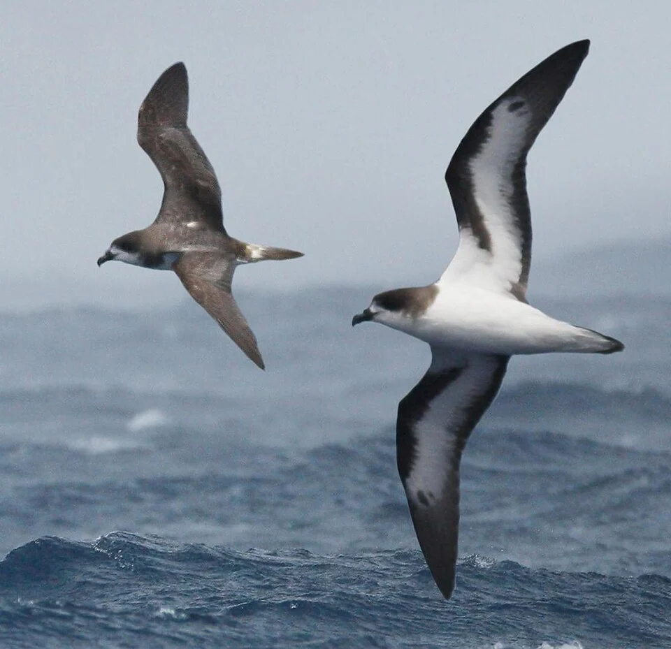 Bermuda Petrel From The Crossley ID Guide Eastern Birds