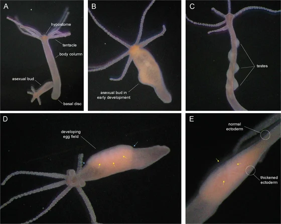 Five labelled photographs of laboratory Hydra vulgaris polyps showing asexual buds, testes and a developing egg field, Cochran and colleagues’ 2026 figure 1