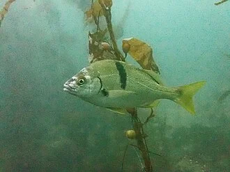 Xantic sargo (Anisotremus davidsonii)