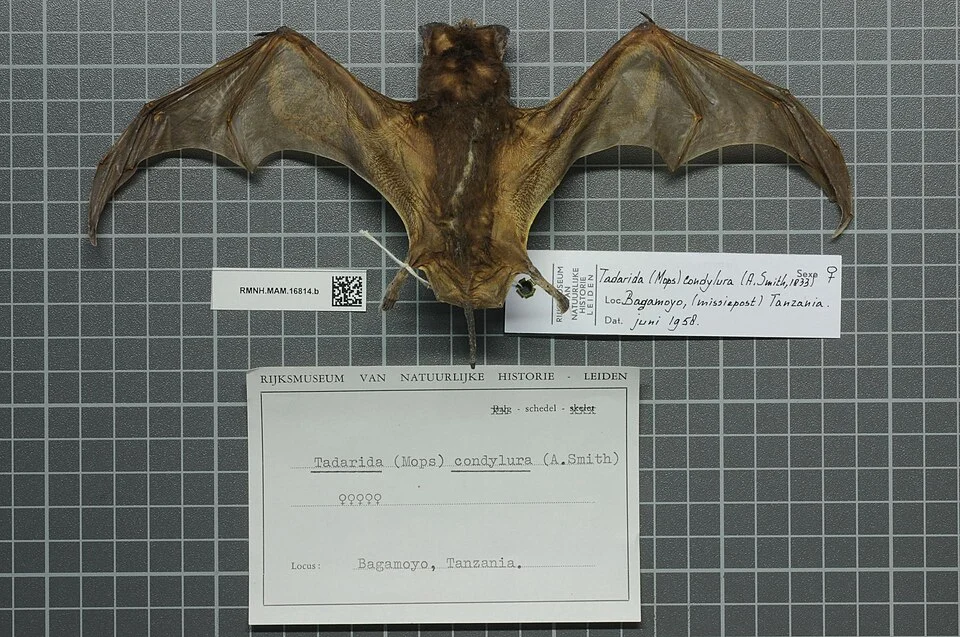 Mops condylurus