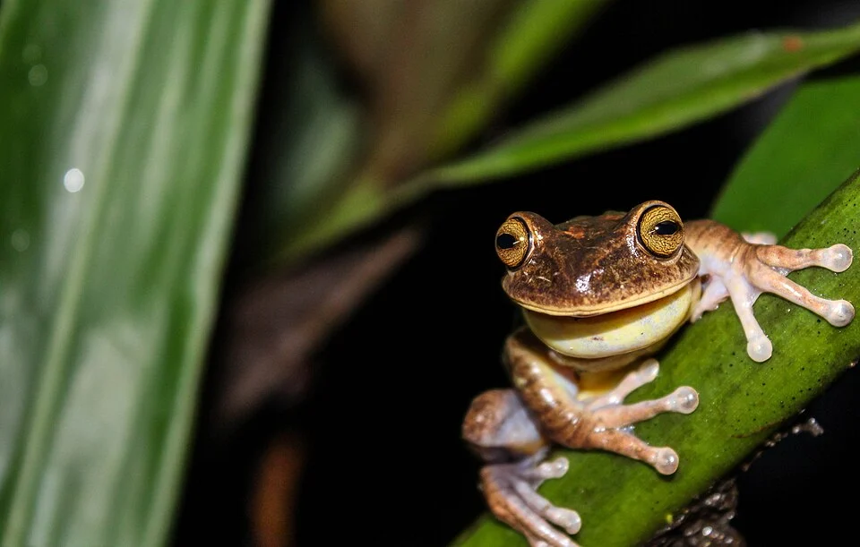 Macho de B. luctuosa, Serra do Japi, São Paulo