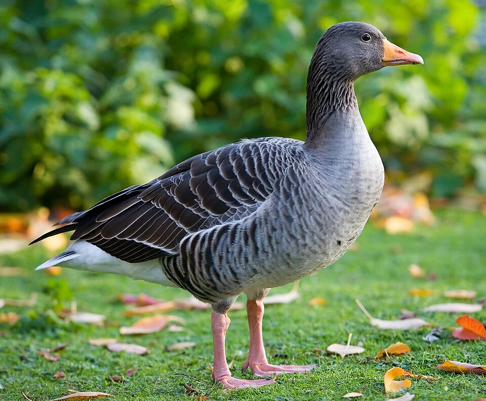 A Greylag Goose (Anser anser) in St James's Park, London, England. Taken by myself with a Canon 5D and a 70-200mm f/2.8L lens.