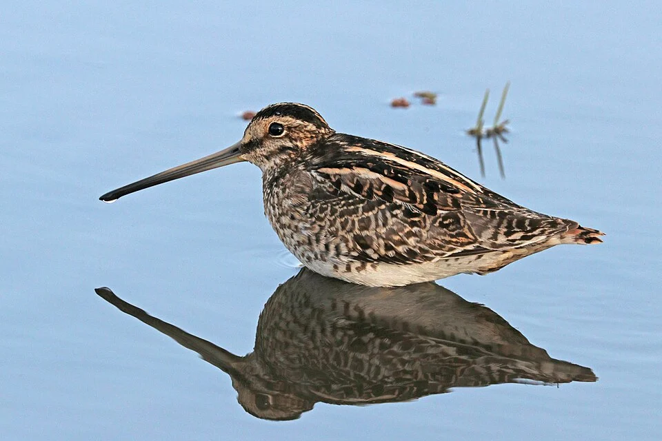 African snipe (Gallinago nigripennis aequatorialis), Lake Ziway, Ethiopia