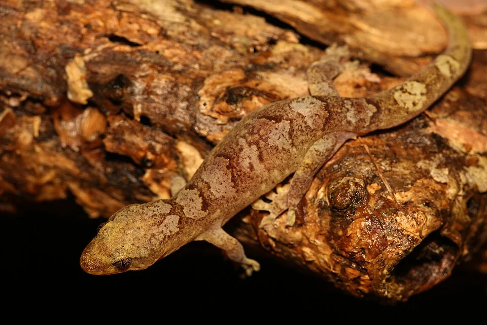 Forest Bavayia (Bavayia cyclura)