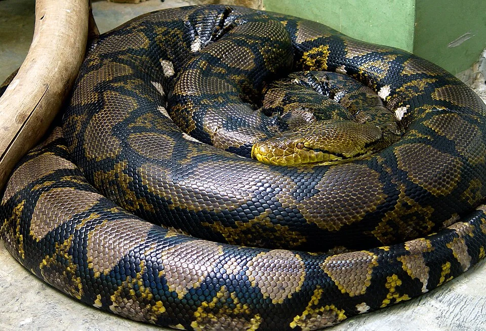Python reticulatus / сетчатый питон