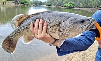 Trout Cod (Maccullochella macquariensis) caught recreationally fishing