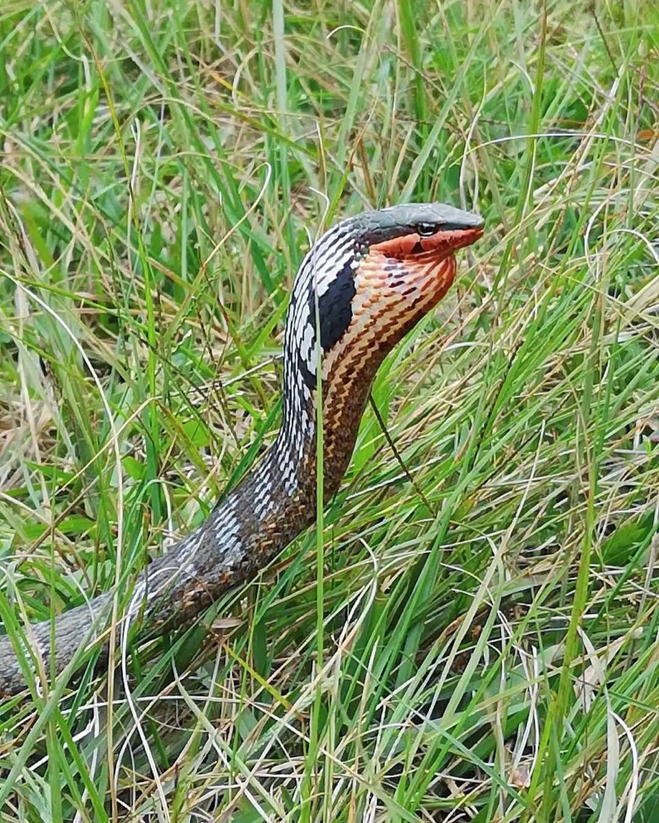 Usambara Vine Snake (Thelotornis usambaricus). Species of reptile.