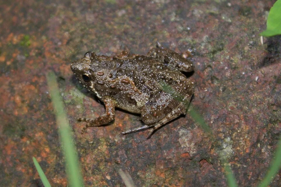 Butler's Pygmy Frog, (Microhyla butleri). Taken at Lions Nature Education Centre.