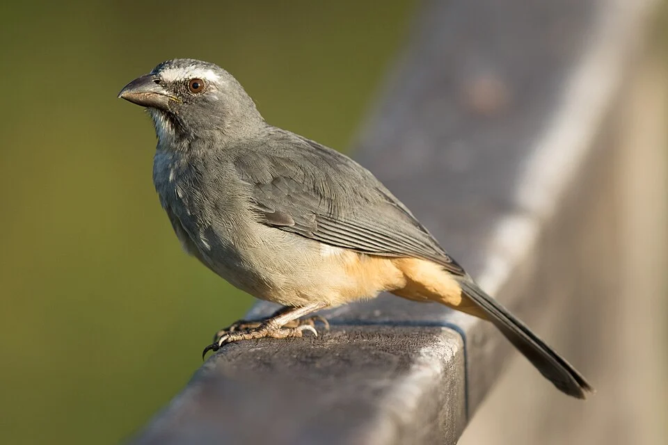 Greyish saltator