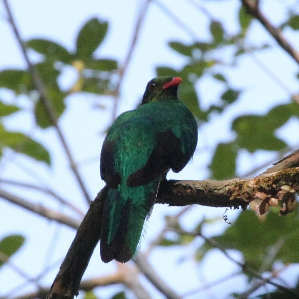 Pavonine quetzal standing on a branch looking backwards