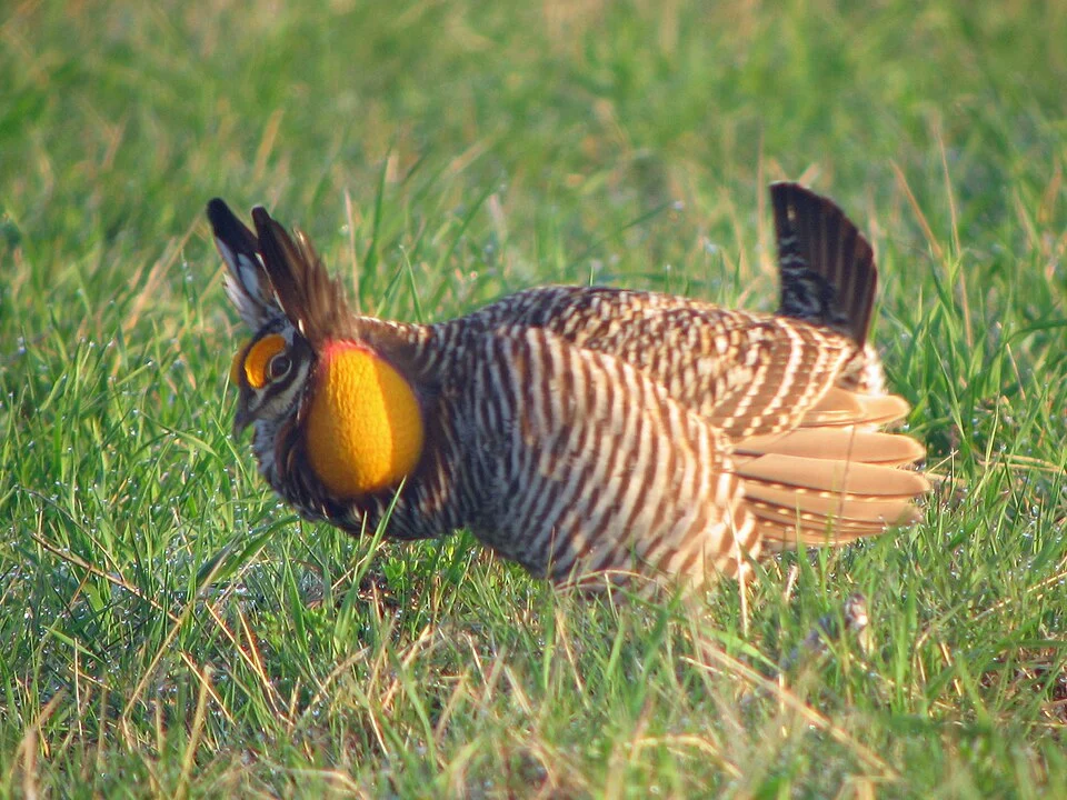 A male Greater Prairie Chicken displaying at a lek in Illinois, USA.
