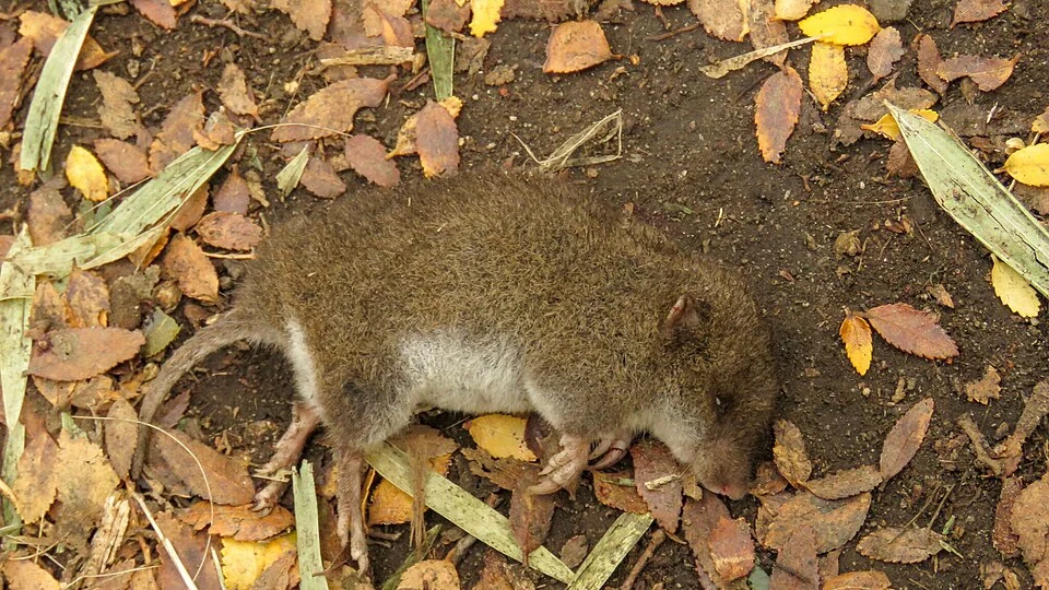Photo of Valdivian Long-clawed Molemouse uploaded from iNaturalist.