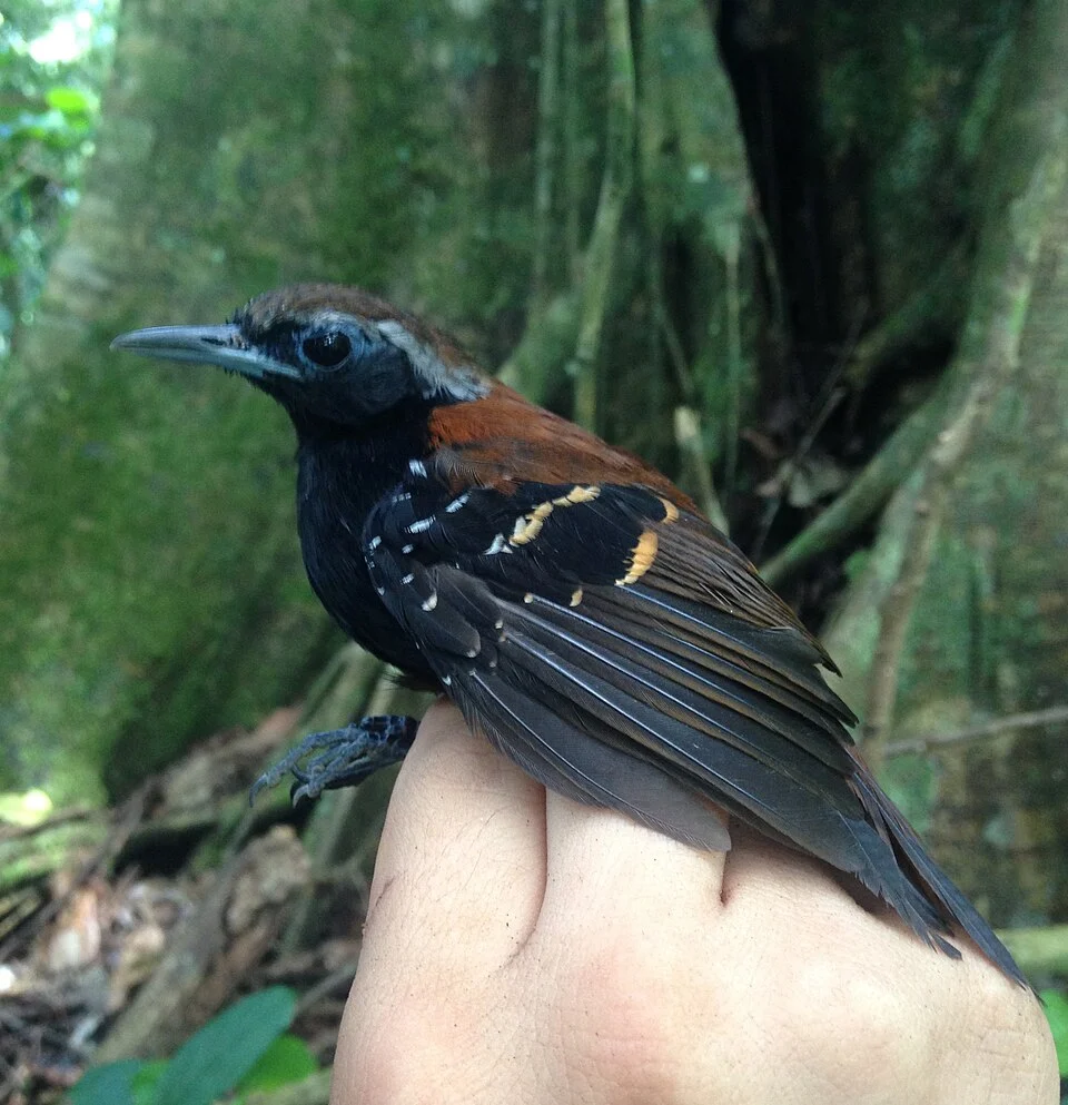 Cordillera Azul antbird from near the town of Plataforma in the Cordillera Azul