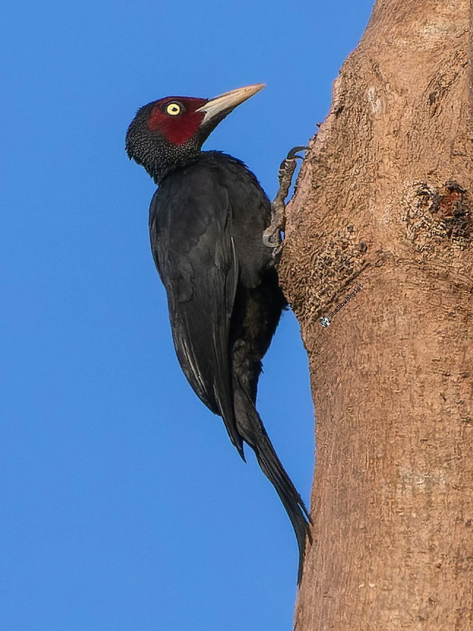 A male Northern Sooty Woodpecker. Photographed by Albert Abadicio.