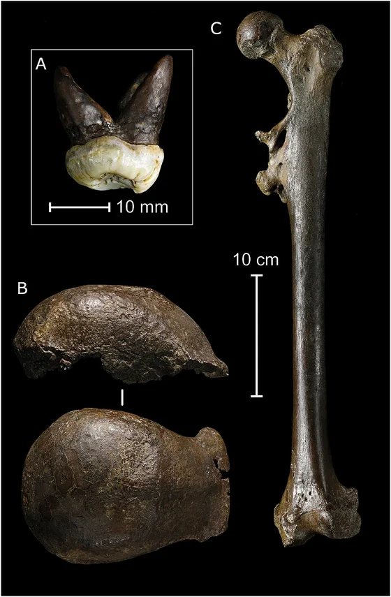 Homo erectus