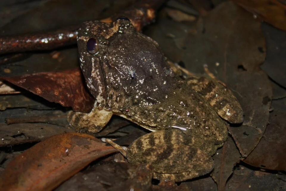 Found in the Kowloon hills.