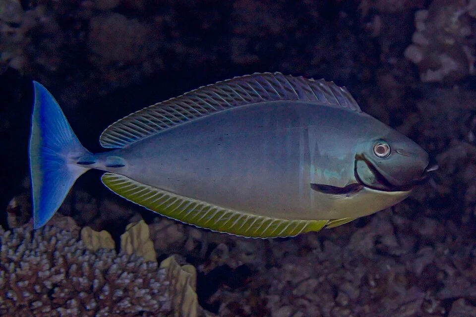 Sleek unicornfish (Naso hexacanthus), Red Sea, Egypt