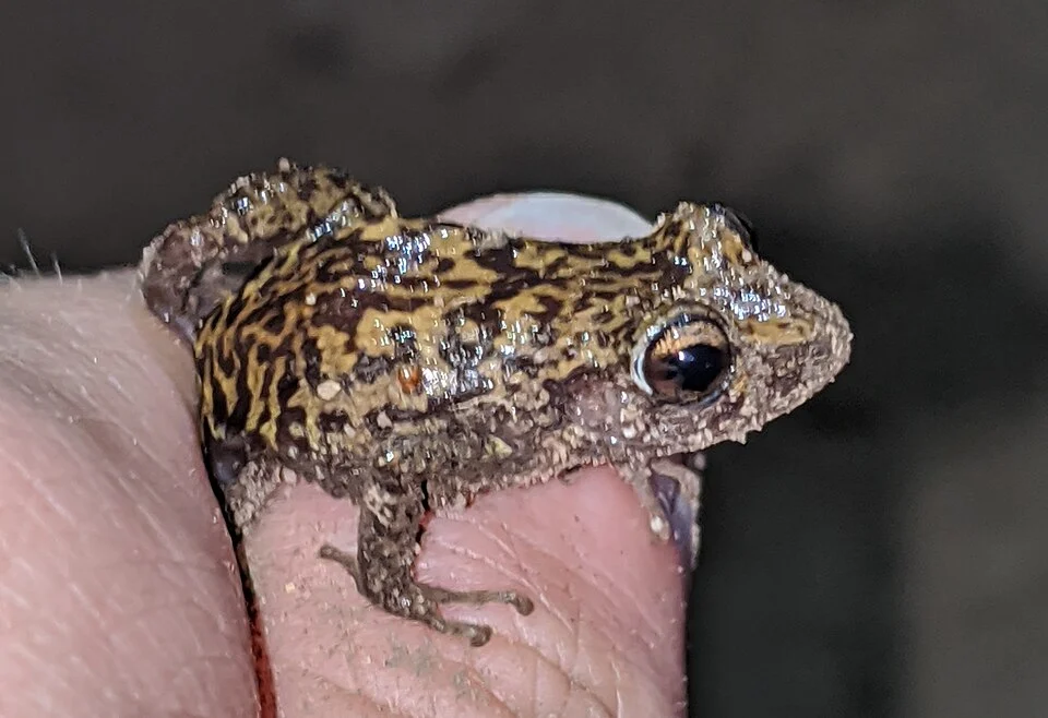 Eleutherodactylus guanahacabibes
