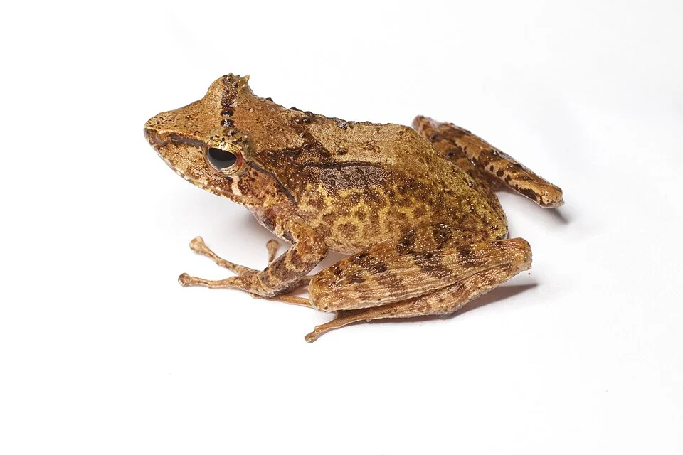 Gephyromantis tschenki