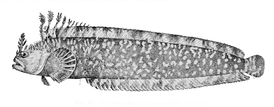 Soldatovia polyactocephala
