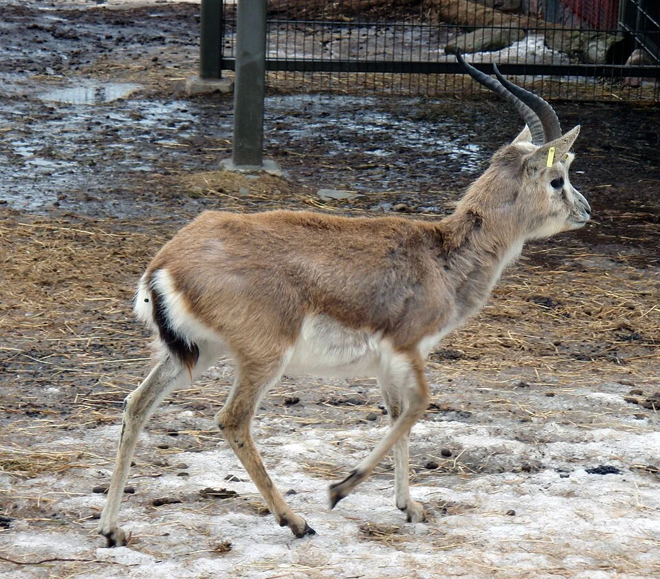 Goitered Gazelle (Gazella subgutturosa) at Korkeasaari Zoo.