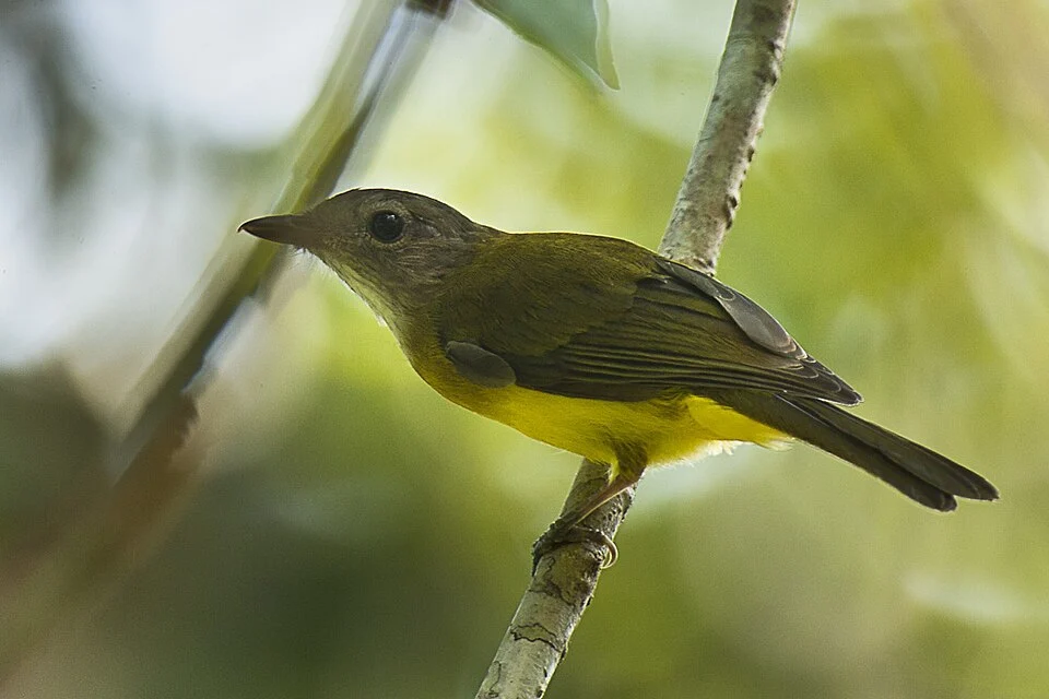 Yellowish Bulbul - Philippines_H8O1414