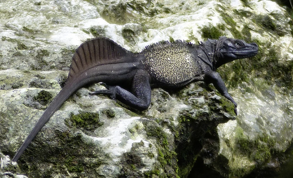 Hydrosaurus celebensis, male, Pattunuang, Sulawesi.