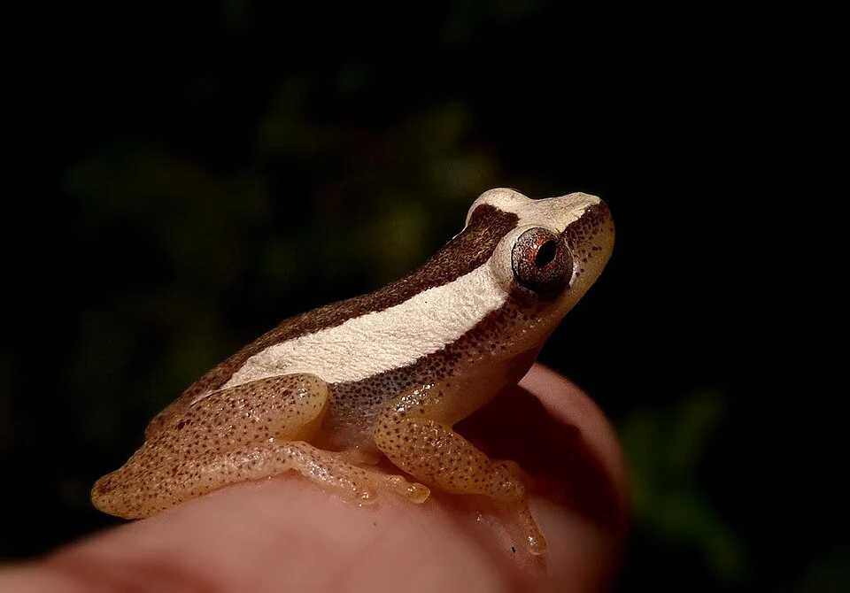 Anura da família Hylidae.