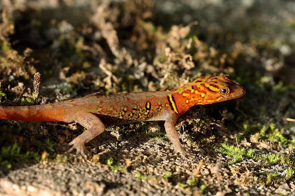 Variegated (Brilliant South American) gecko (Gonatodes ceciliae) male, Trinidad