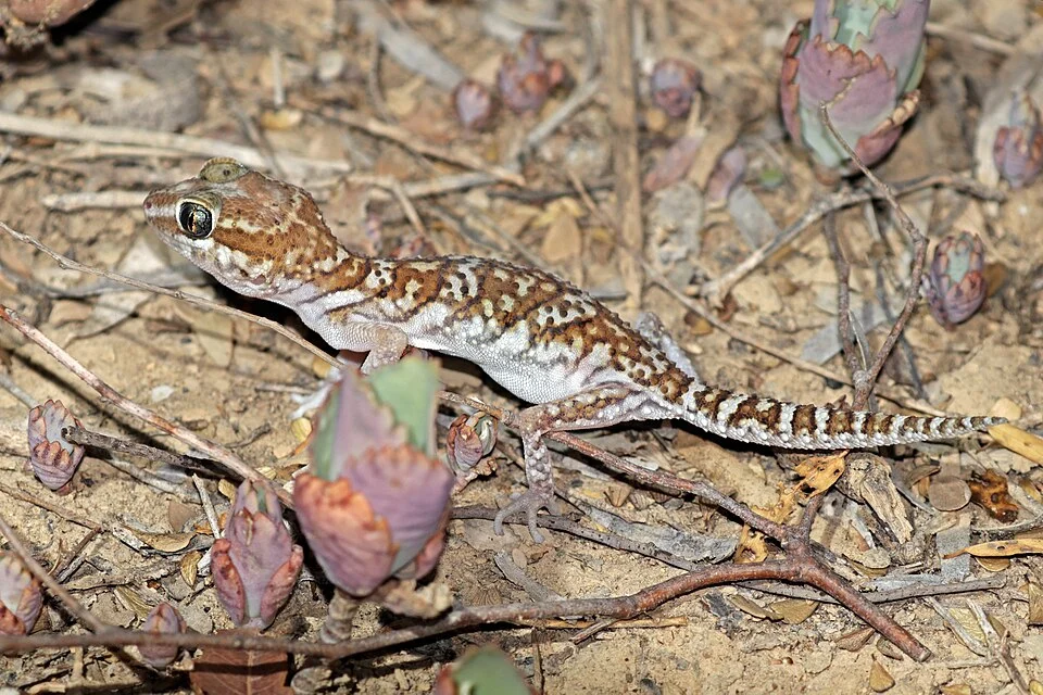 Big-headed gecko (Paroedura picta), Arboretum d'Antsokay, Madagascar