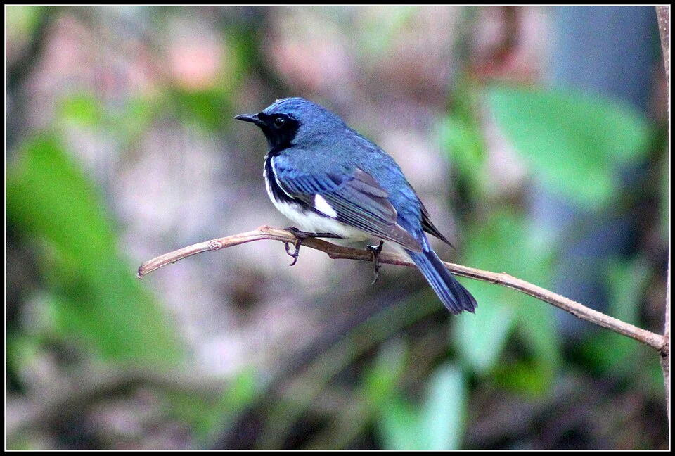 FIELD MARKS-Black-throated Blue Warbler male is dark blue on head and upperparts, with black face, throat, sides of the breast and flanks, contrasting with gleaming white centre of breast and lower underparts and conspicuous white patch at base of primaries. It has conspicuous white patches in outer tail. Legs are black. Eyes are black. Bill is short, thin and black. --Female has a rather dull dark greyish-olive green above and buffy-yellow below with conspicuous whitish surpercilium, a broken whitish eye ring, and a whitish patch at base of primaries.
Immature is similar to adult. Back and he