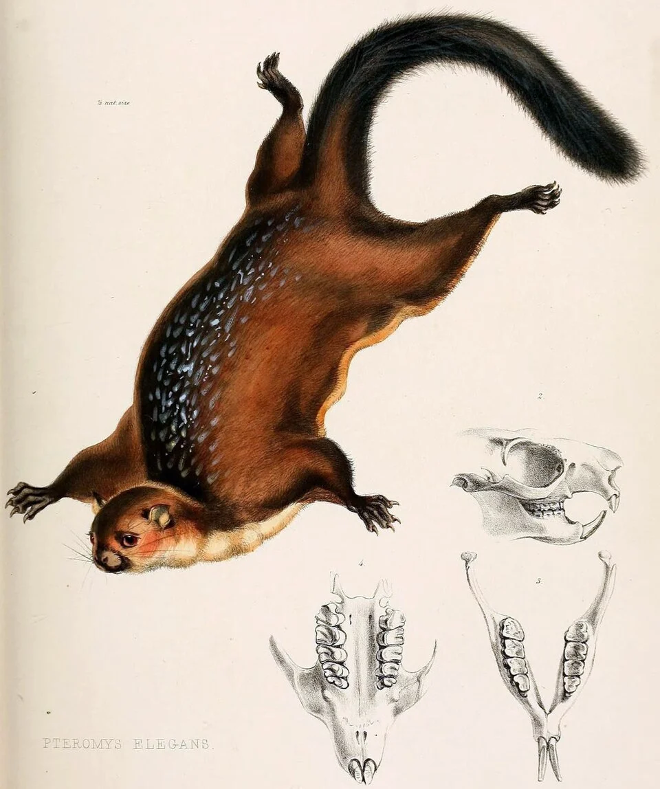 The Zoology of the voyage of H.M.S. Samarang, under the command of Captain Sir Edward Belcher, C.B., F.R.A.S., F.G.S., during the years 1843-1846 /.

London :Reeve and Benham, 1850 [i.e. 1848-1850].