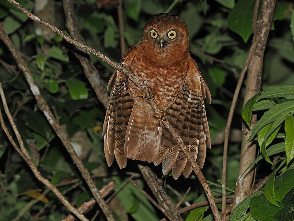 Tanimbar boobook (Ninox forbesi) on Yamdena Island, Indonesia. Photo by James Eaton. Original iNaturalist observation here: https://www.inaturalist.org/observations/192423860
