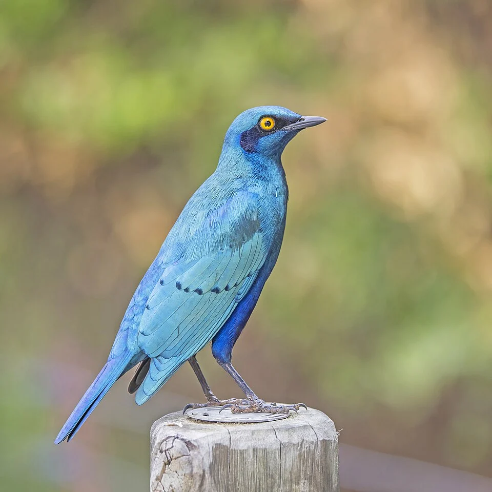 Greater blue-eared starling (Lamprotornis chalybaeus nordmanni) Kruger National Park, South Africa